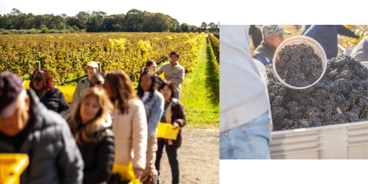 RGNY Wine Harvest Grapes