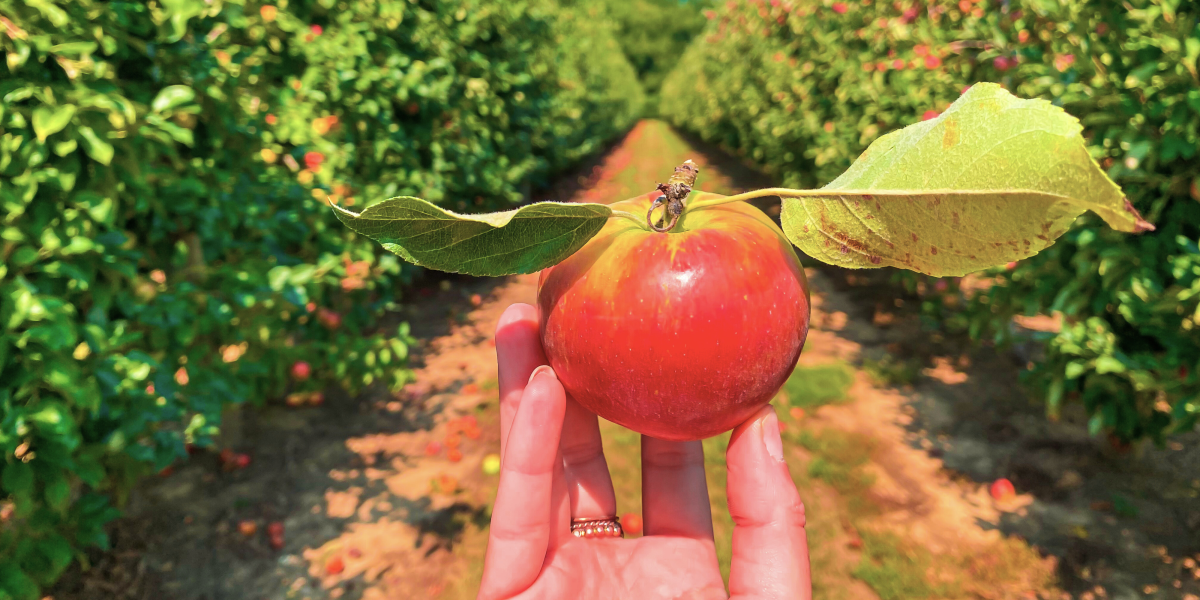 Apple picking on Long Island