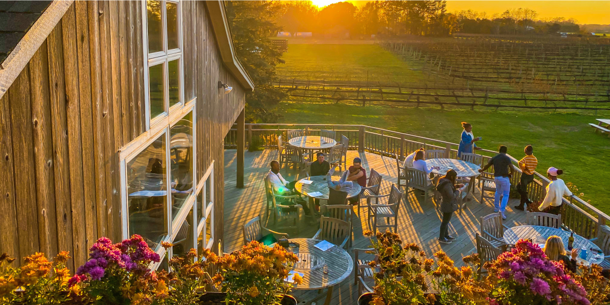 Vineyards in the fall