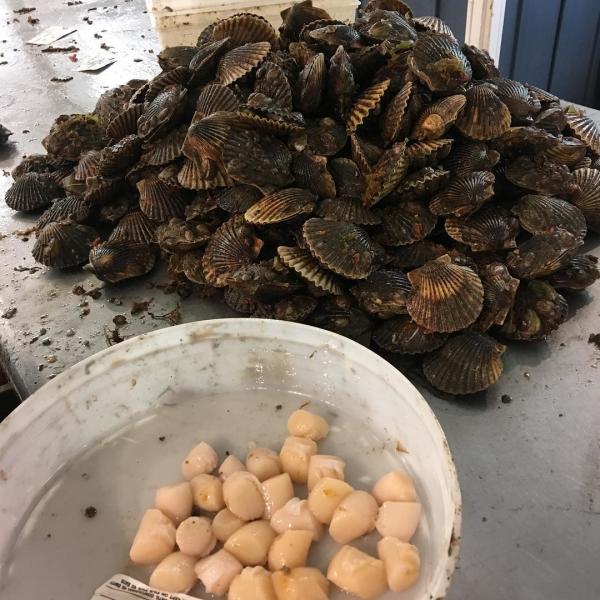 scallops