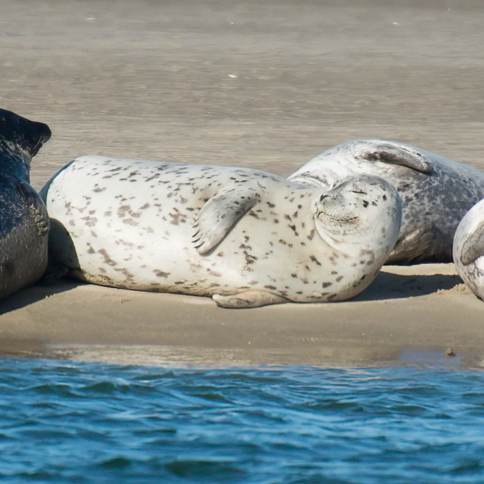 Seal watching with CRESLI