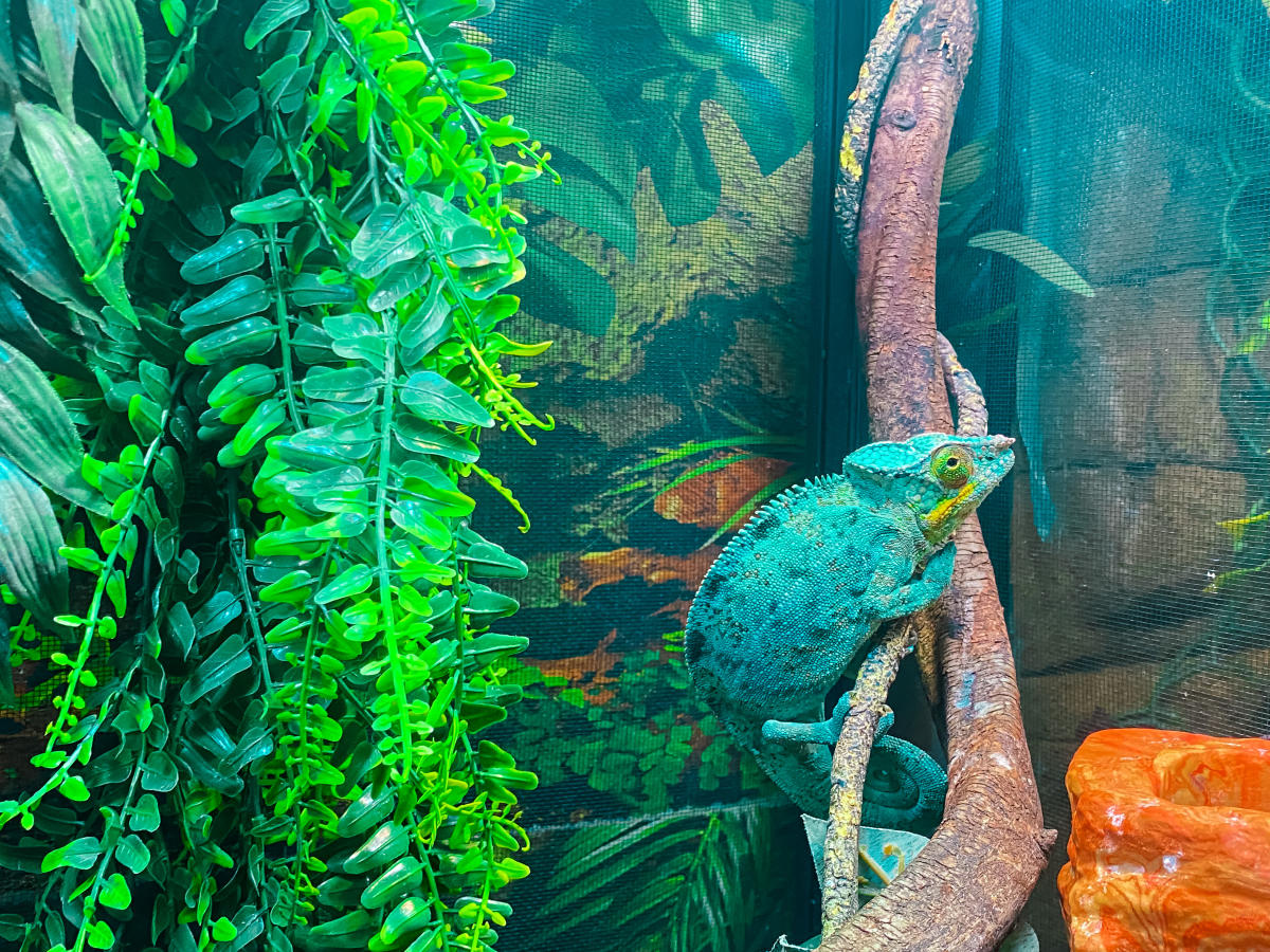 lizard