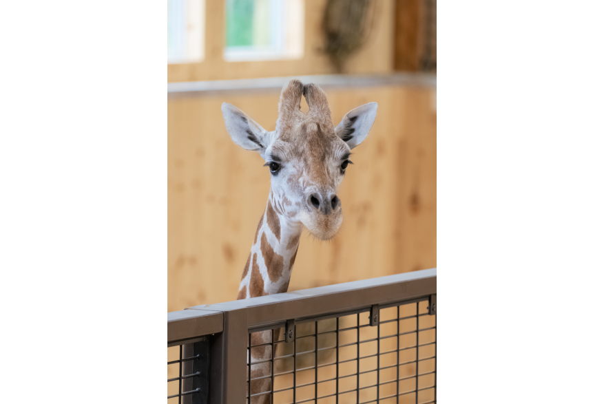 10_White Post Farms Giraffe Experience.jpg