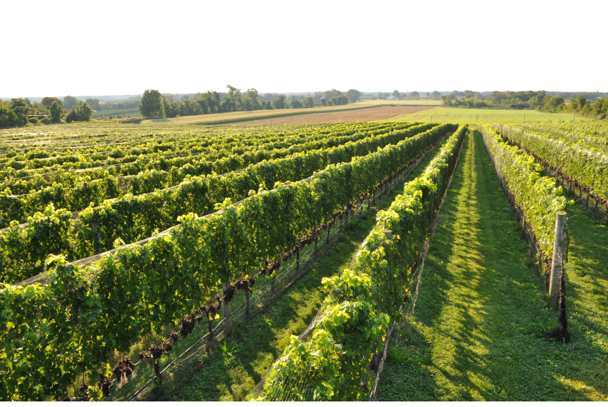 North Fork   Wine Country.jpg