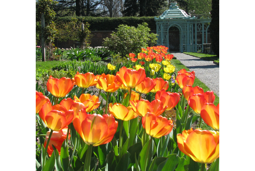 Westbury Gardens - Tulips.jpg