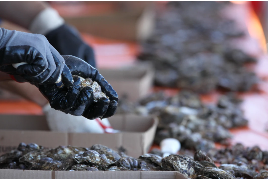 oyster fest 5.PNG