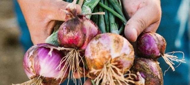El Huerto Farm to table restaurant