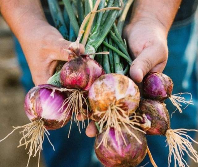 El Huerto Farm to table restaurant
