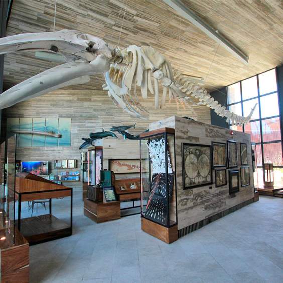 Guided Tour Museum