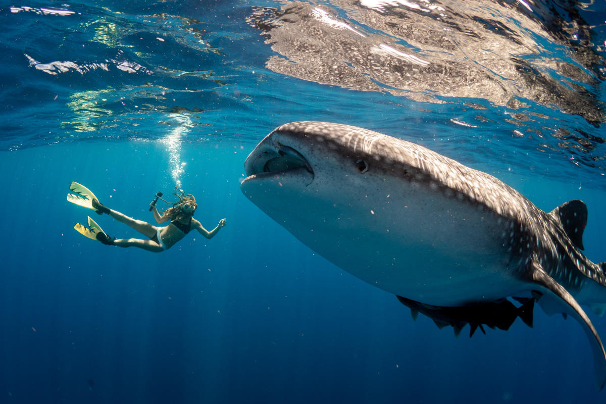 Dive Ninja Expeditions