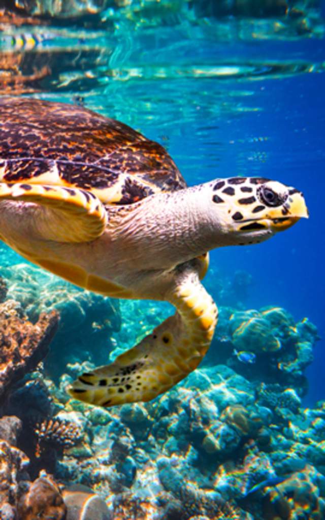 Sea turtle in Los cabo