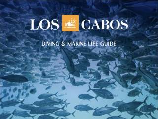 Portada Diving & Marine