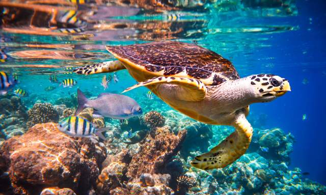 Cabo Pulmo Turtle.jpg