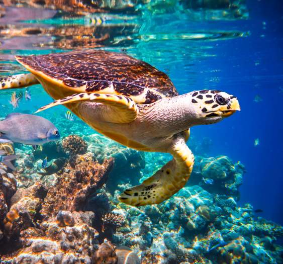 The Baja Marine Wildlife Calendar: What’s Swimming in Los Cabos and When