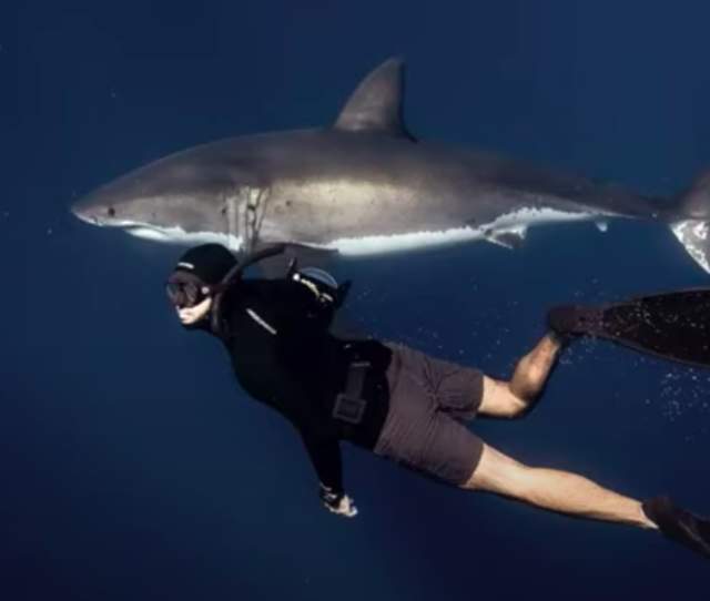 Wildlife at the Sea of Cortez