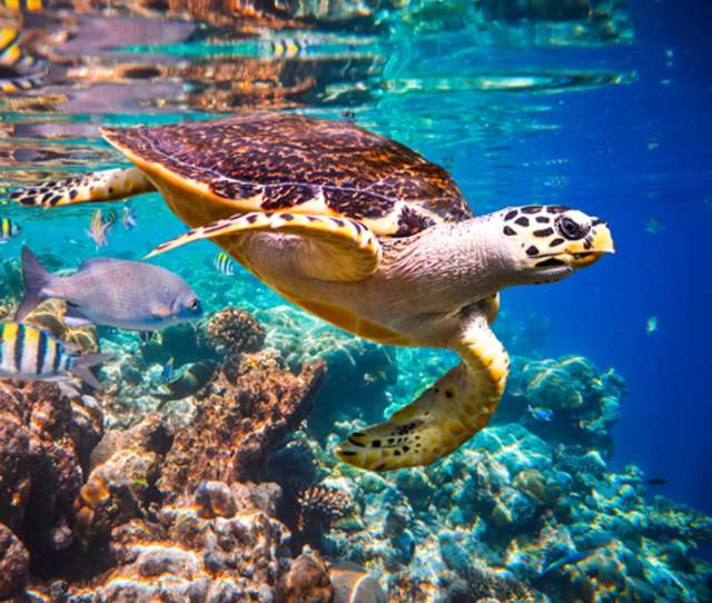 Sea turtle in Los cabo
