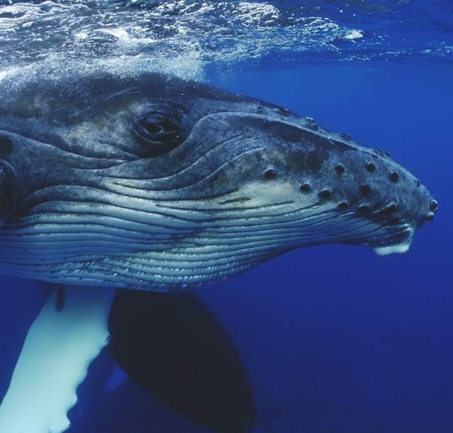 Whales 2