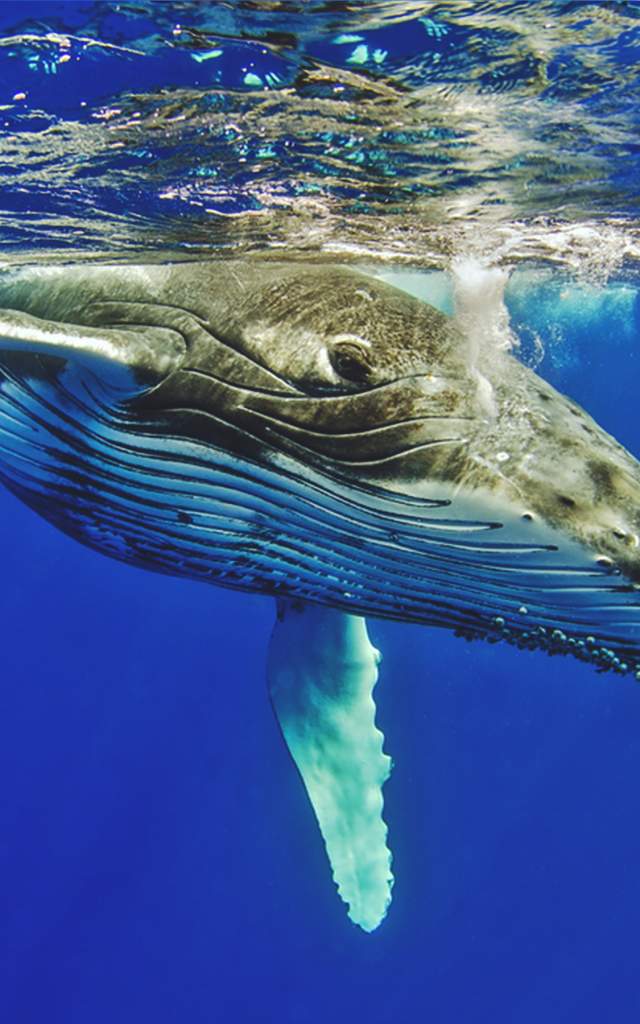 Whales