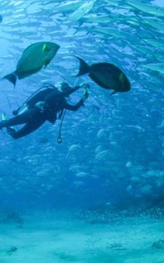 Diving in Los Cabos
