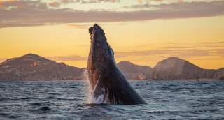 Whale watching