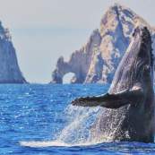 WHALE WATCHING ARCH.jpg