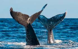 Avistamiento de ballenas con Cabo Adventures
