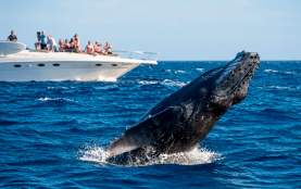 Cabo Sailing Whale Watching