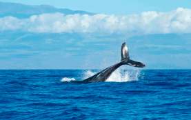 Baja Expeditions 2