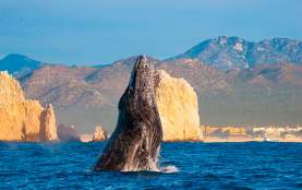 ballena Cabo Expeditions