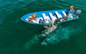 ballena Cabo Expeditions