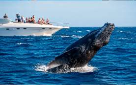 Ballena