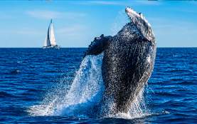 ballena
