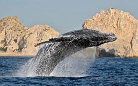 ballena