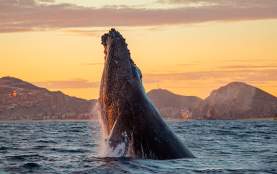 ballena