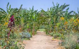 Flora Farms