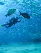Diving in Los Cabos
