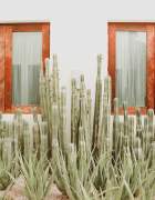 Cactus in Front of Windows