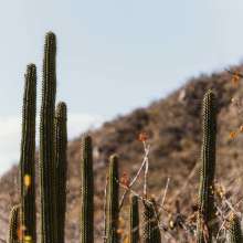 Cactus Desert.jpg