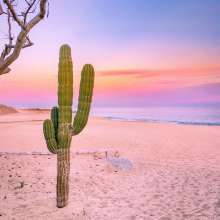 Cactus sunset.jpg