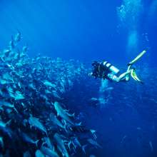 Los Cabos Diving.jpg