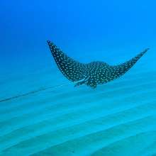 MANTA RAYA.jpg