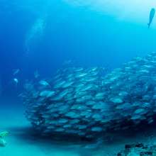 SCUBA DIVING.jpg