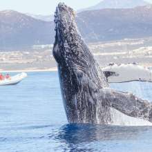 WHALE SAFARI 1.jpg