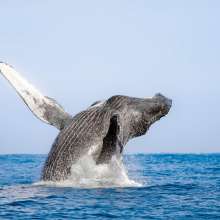 WHALE SEA SAFARI.jpg