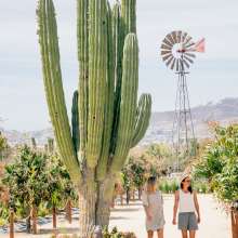 Walking - cactus.jpg