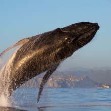 WhaleWatching.jpg
