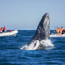 Whale.jpg