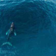 Whale Aereal.jpg