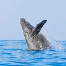 Whale Jump.jpg