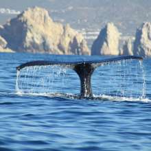 Whale Tail.jpg